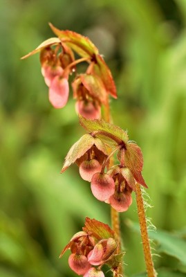 Begonia heracleifolia (1).jpg