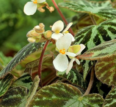 Begonia imperialis (1).jpg