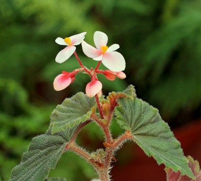 Begonia subvillosa (1).jpg