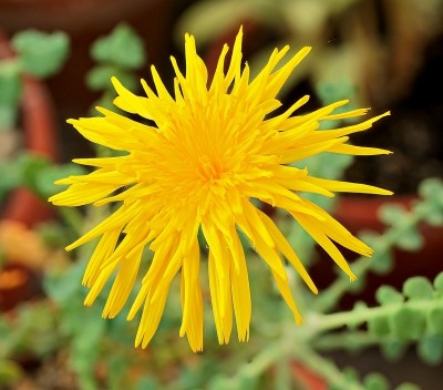 Sonchus masguindalii (3).jpg