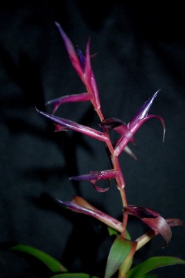 Tillandsia16 002pp.jpg