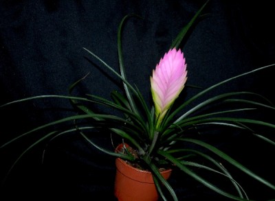 Tillandsia16 008pp.jpg