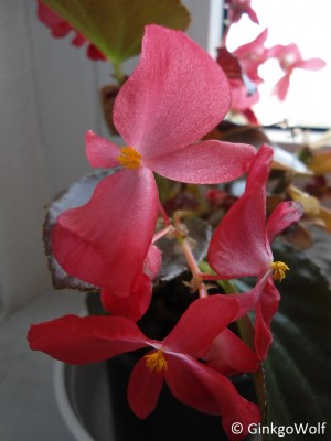 Begonia_april2016 (2).JPG