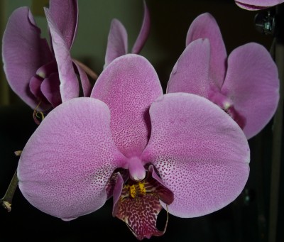 Phalaenopsis (7).JPG