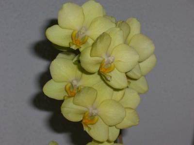 ORCHIDEE gelb5.JPG