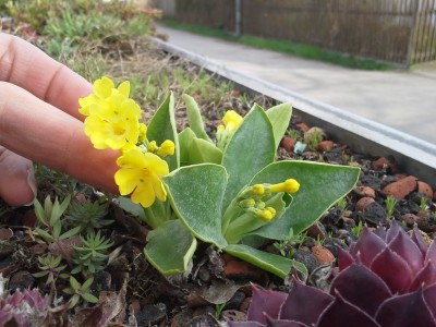 Primula auricula 2.jpg