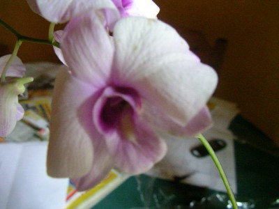 Orchideen 008.JPG