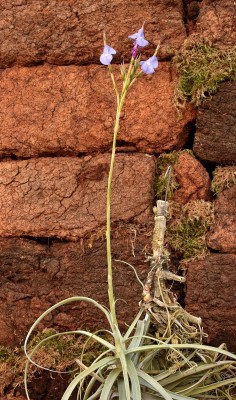 Tillandsia reichenbachii (1).jpg