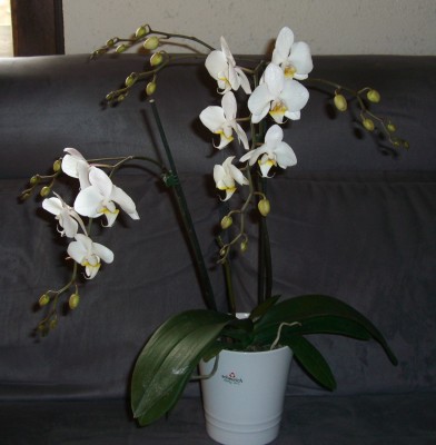 Phalaenopsis leucorhoda5.JPG