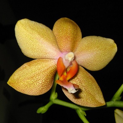 Orchidee12.JPG