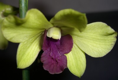 Dendrobium phalaenopsis Emma4.JPG