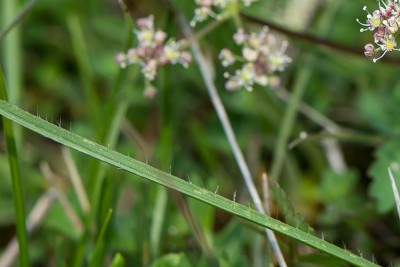 20160513-N72_3202Grasart unbekannt.jpg