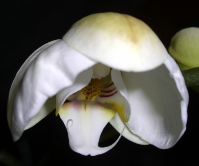 Phalaenopsis Hybride.JPG