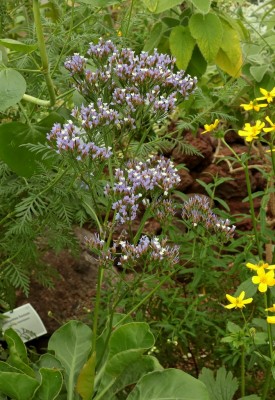 Limonium arboreum (2).jpg