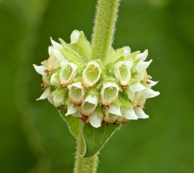 Sideritis canariensis (3).jpg