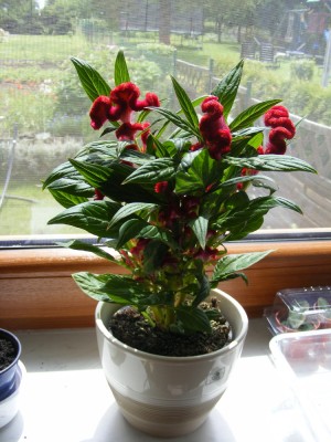 Celosia Twister (2).JPG