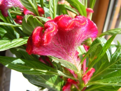 Celosia Twister.JPG