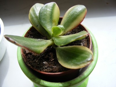 Crassula ovata.JPG