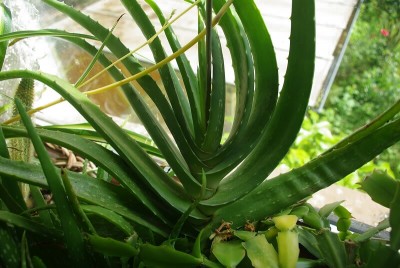 Aloe spec-001.jpg