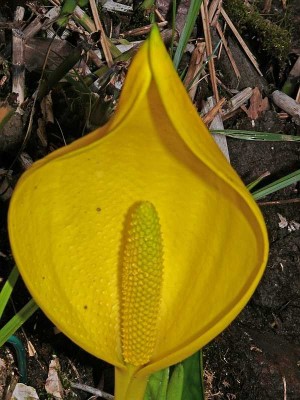 K1024_Lysichiton americanum r.JPG