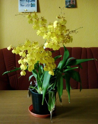 Oncidium Hybride.JPG