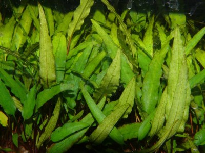 2K1024_Cryptocoryne walkeri.JPG