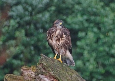 K1024_1 Buteo buteo.JPG