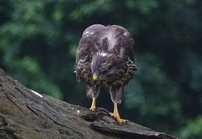 K1024_Buteo 5.JPG