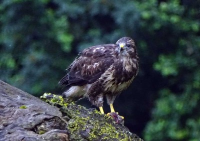 K1024_Buteo 10.JPG