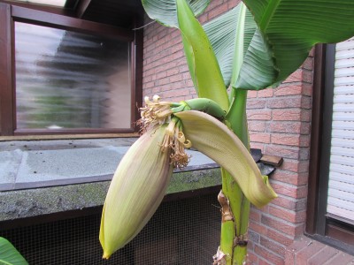 Bananen 16 plus 001.JPG