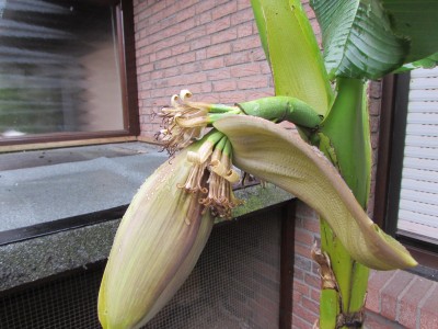 Bananen 17 001.JPG