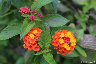 Lantana_2016_07_15 (1).JPG