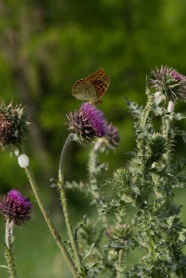 distel-1.jpg