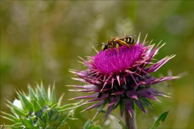 distel-2.jpg