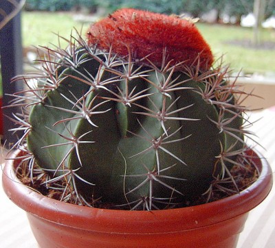 Melocactus1.JPG