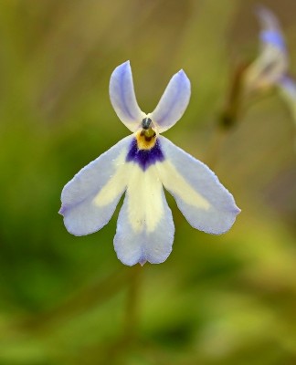 Solenopsis minuta (2a).jpg