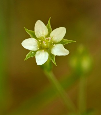 Arenaria serpyllifolia (1).jpg