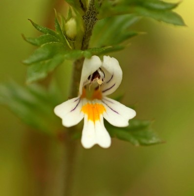 Euphrasia nemorosa (2).jpg