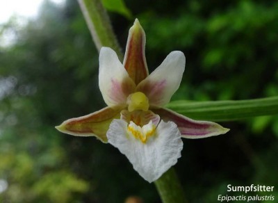 K1024_Epipactis palustris.JPG