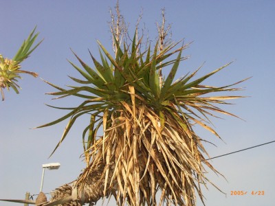 yucca.jpg