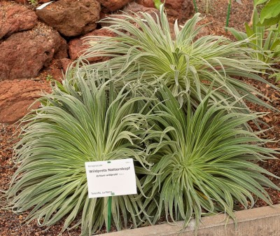 Echium wildpretii (2).jpg