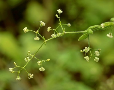 Galium scabrum (2).jpg