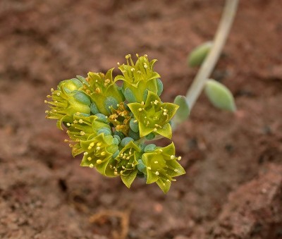 Echeveria prolifica (2).jpg