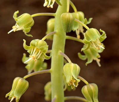Ledebouria concolor (1a).jpg