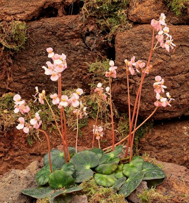 Begonia hydrocotylifolia (1).jpg