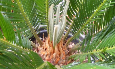 Cycas (1).jpg