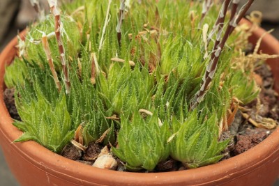 Haworthia (3).JPG