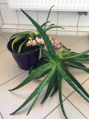 aloe.jpg