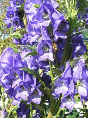 aconitum.JPG