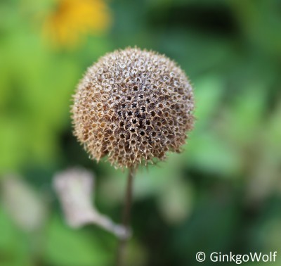 makro_Asteraceae.JPG